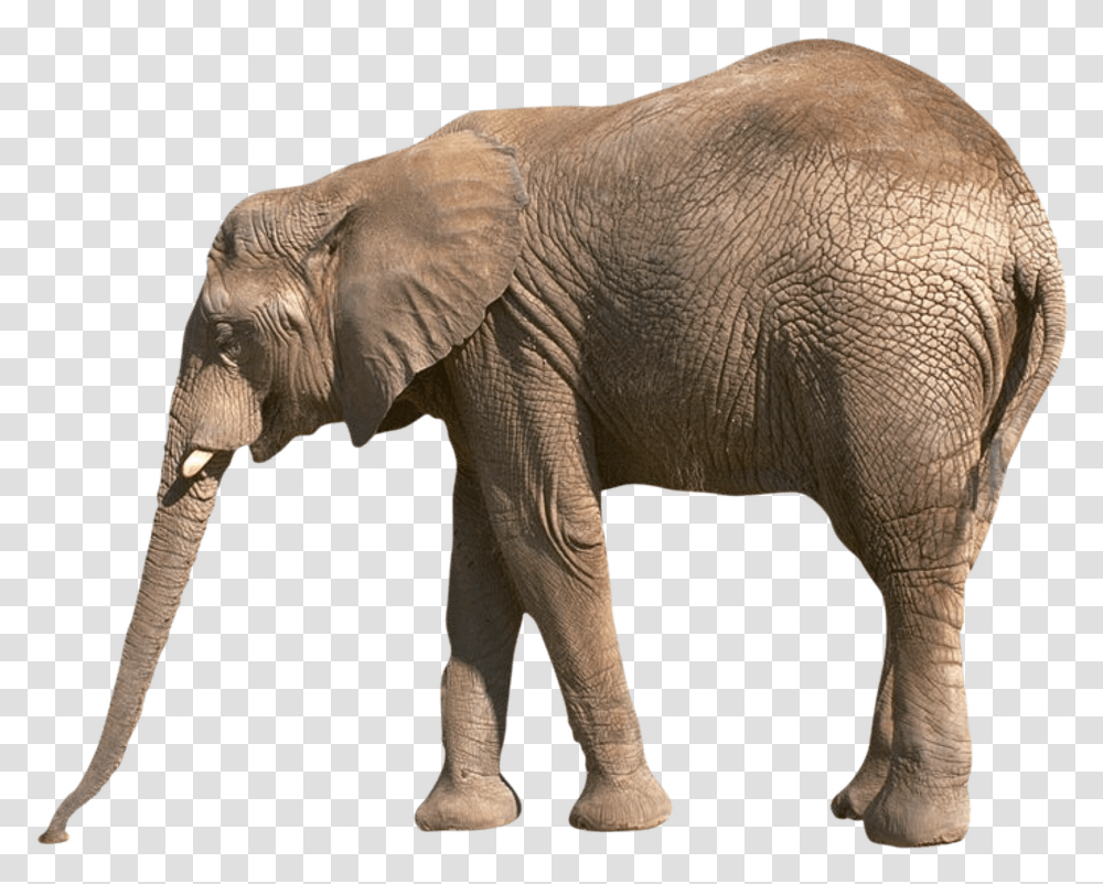 Elephants Images Free Download Elefant, Wildlife, Mammal, Animal Transparent Png