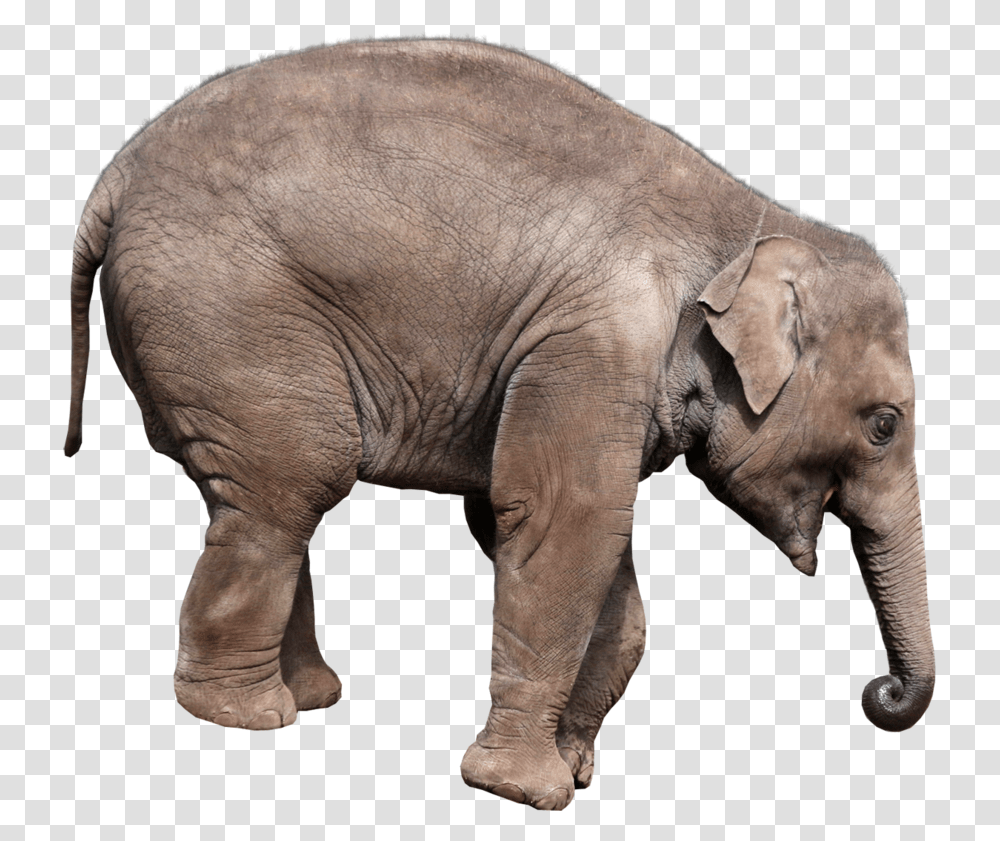 Elephants In High Resolution Elephant Background, Wildlife, Mammal, Animal Transparent Png