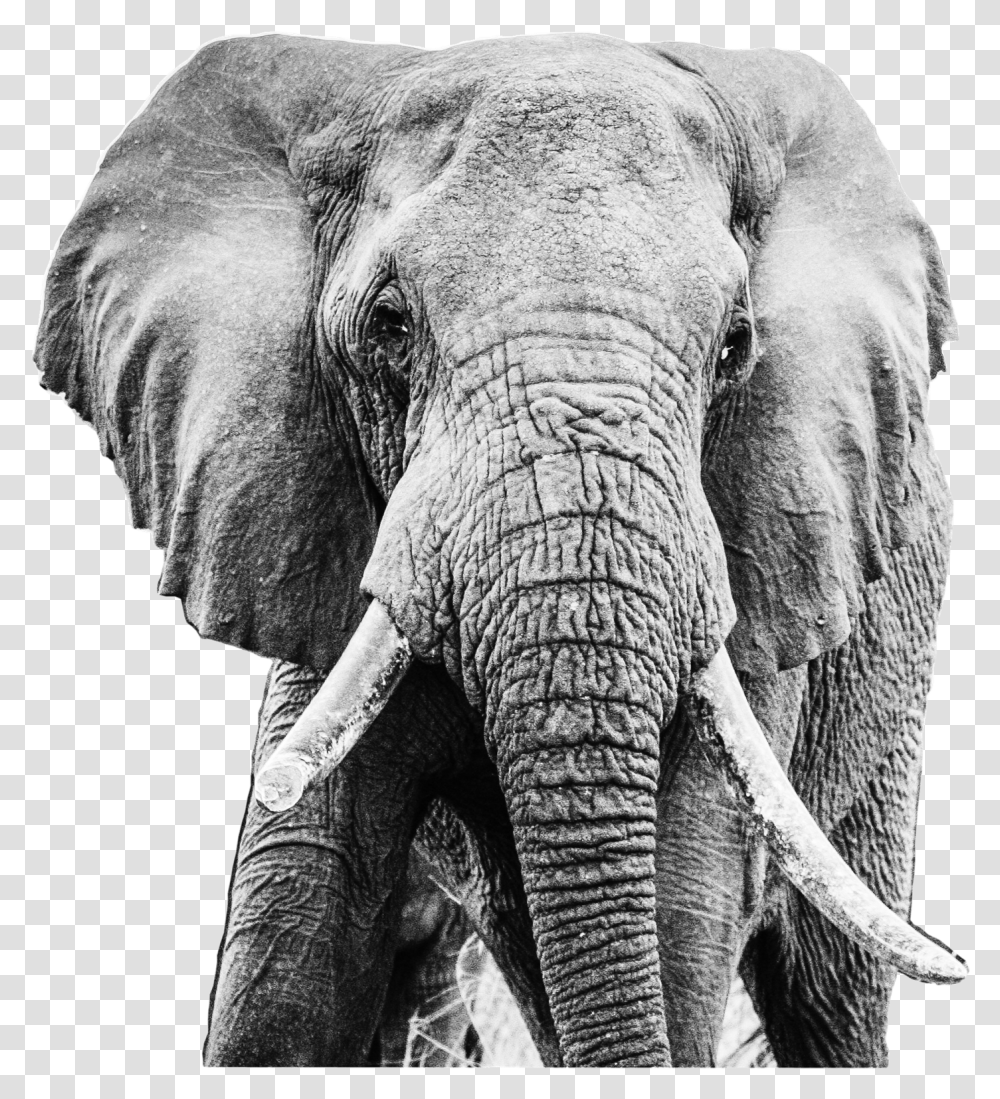 Elephants Photo Background, Wildlife, Mammal, Animal Transparent Png