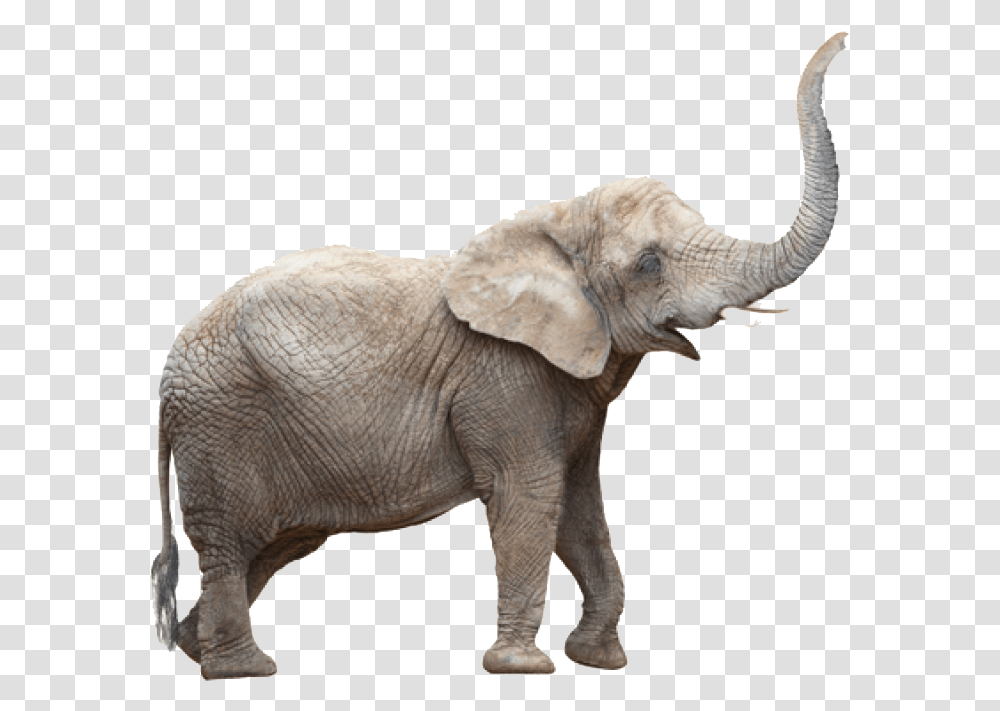 Elephants Photo, Wildlife, Mammal, Animal, Ivory Transparent Png