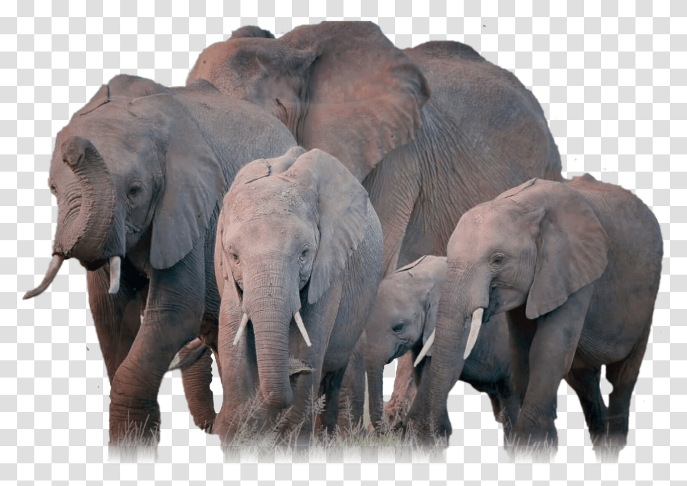 Elephants V, Wildlife, Mammal, Animal, Herd Transparent Png