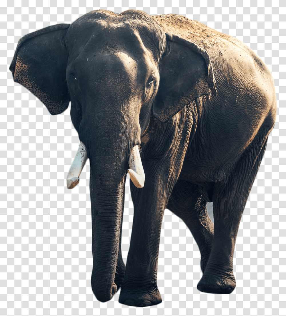 Elephants, Wildlife, Mammal, Animal Transparent Png