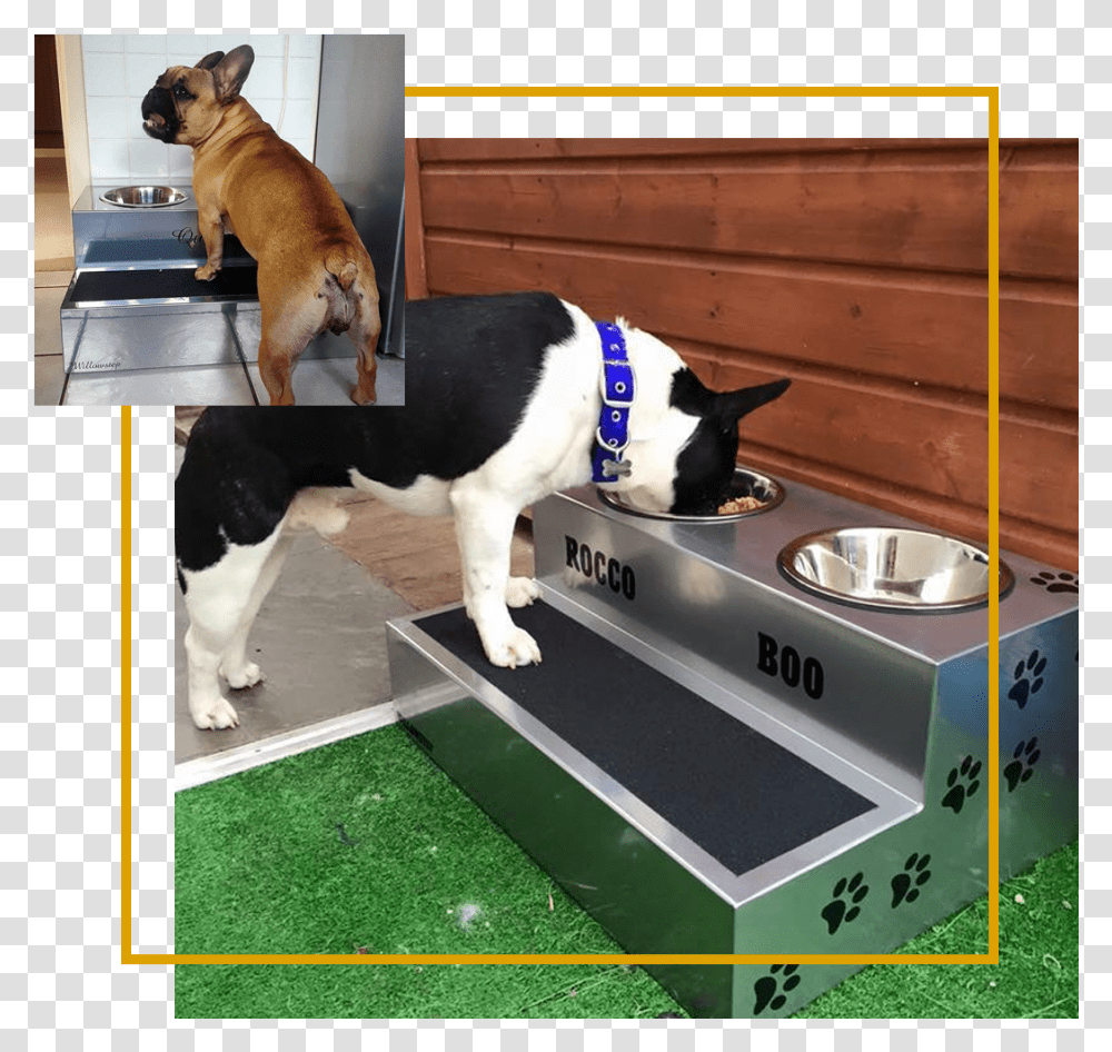 Elevated Dog Bowls French Bulldog Elevated Feeding, Machine, Pet, Canine, Animal Transparent Png