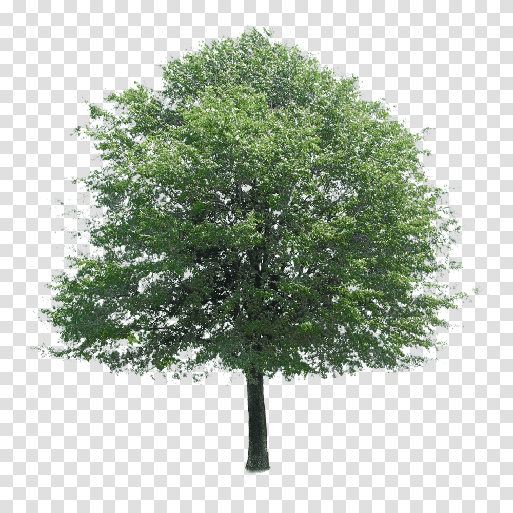 Elevation Clipart Trees For Photoshop, Plant, Maple, Oak, Sycamore Transparent Png