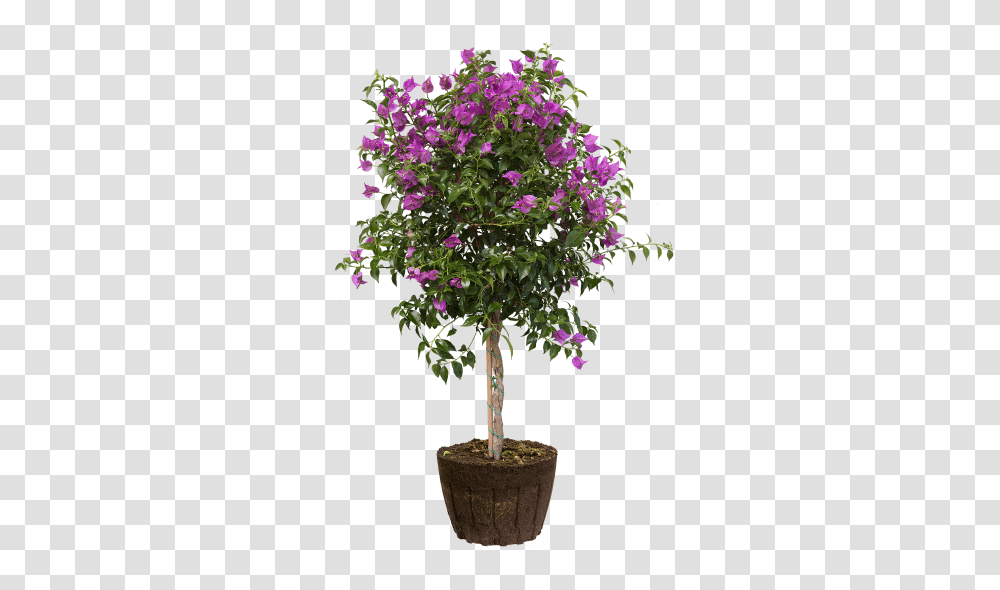 Elho Bougainvillea, Plant, Geranium, Flower, Tree Transparent Png