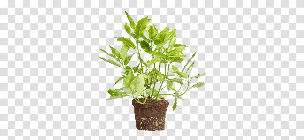 Elho Flowerpot, Plant, Tree, Vegetable, Food Transparent Png