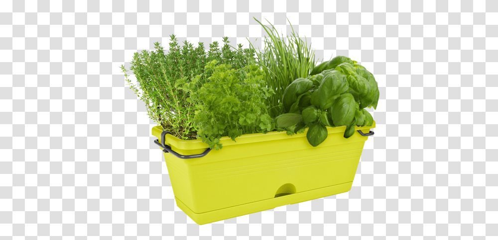 Elho Green Basics Trough Mini, Potted Plant, Vase, Jar, Pottery Transparent Png