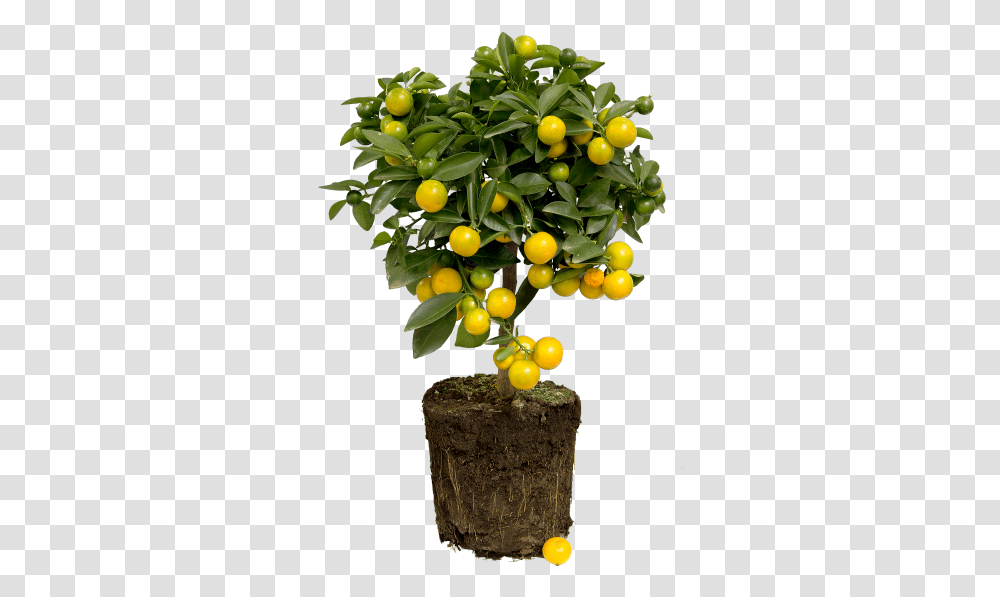 Elho Lemon Tree, Plant, Fruit, Food, Produce Transparent Png