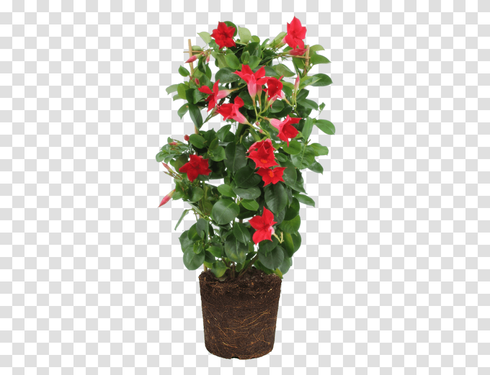 Elho Mandevilla Rocktrumpet Rocktrumpet, Plant, Geranium, Flower, Blossom Transparent Png