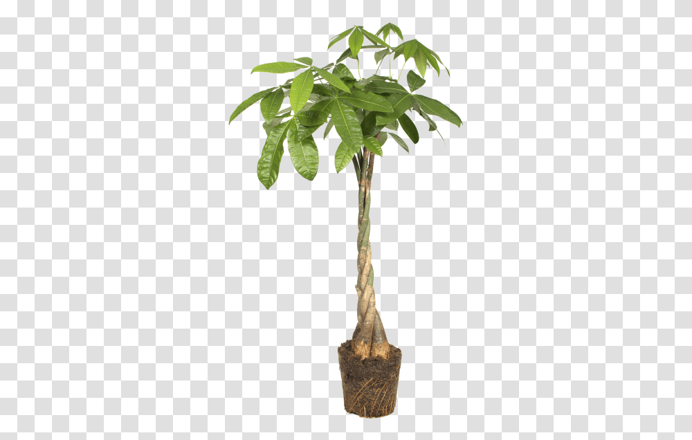 Elho Pachira Aquatica Money Tree Flowerpot, Plant, Palm Tree, Arecaceae, Leaf Transparent Png