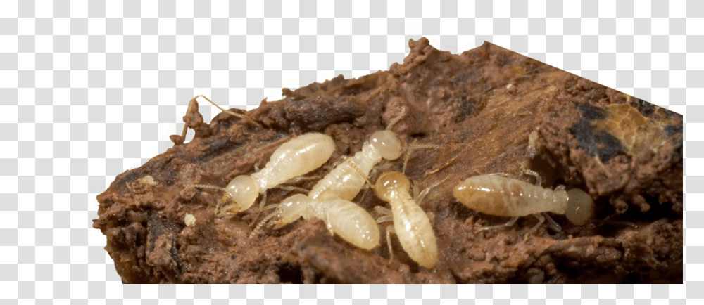 Elite Pest Termite Fort Smith Termite, Invertebrate, Animal, Insect, Soil Transparent Png