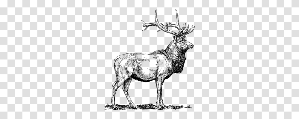 Elk Animals, Gray, World Of Warcraft Transparent Png