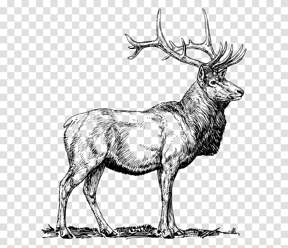 Elk, Animals, Gray, World Of Warcraft Transparent Png