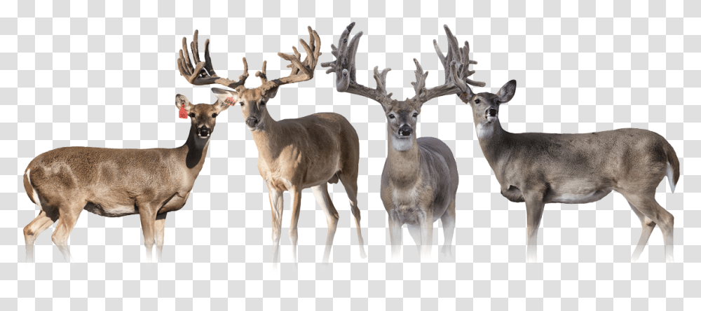 Elk, Antelope, Wildlife, Mammal, Animal Transparent Png