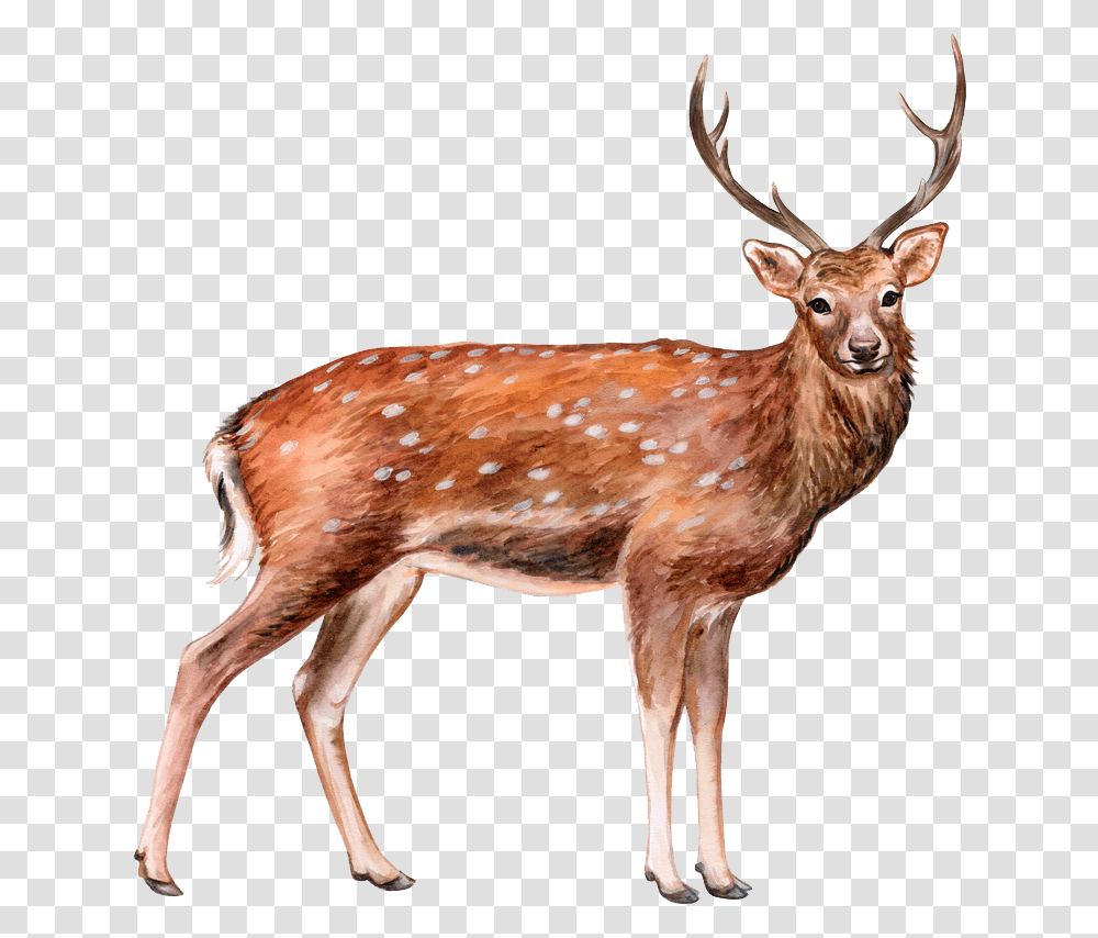 Elk, Antelope, Wildlife, Mammal, Animal Transparent Png