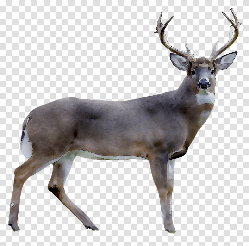 Elk, Antelope, Wildlife, Mammal, Animal Transparent Png