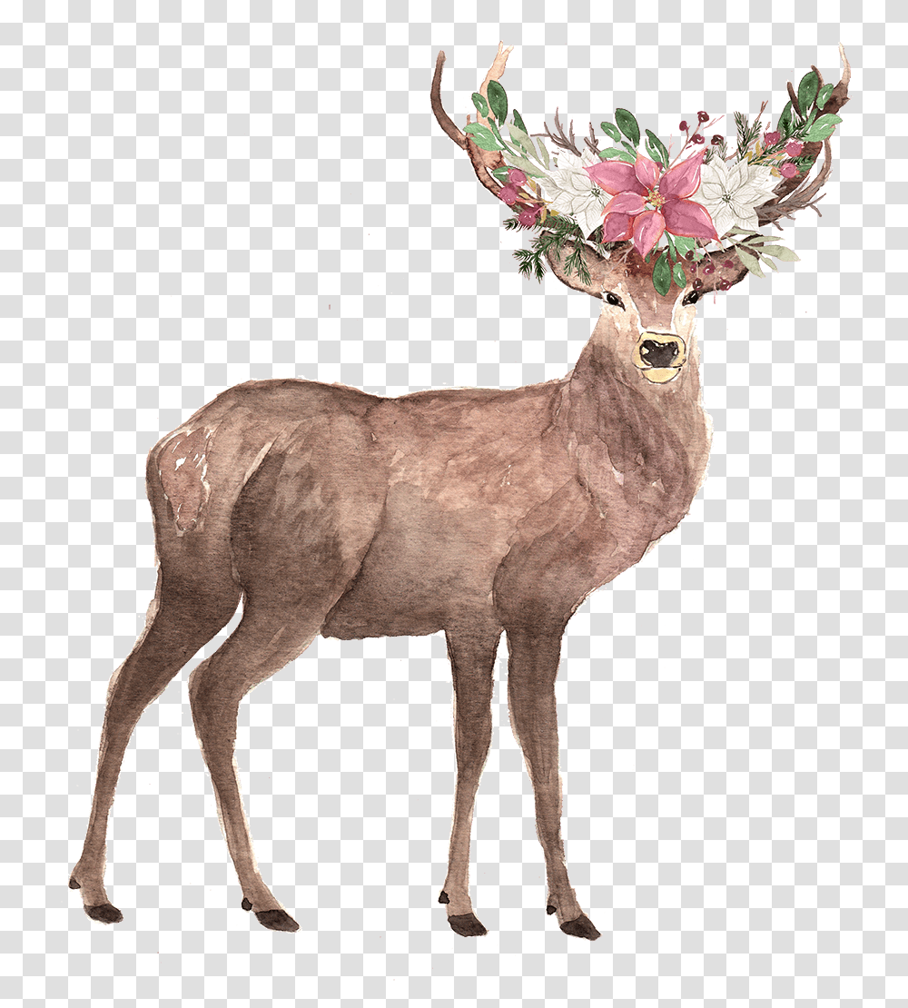 Elk, Antelope, Wildlife, Mammal, Animal Transparent Png