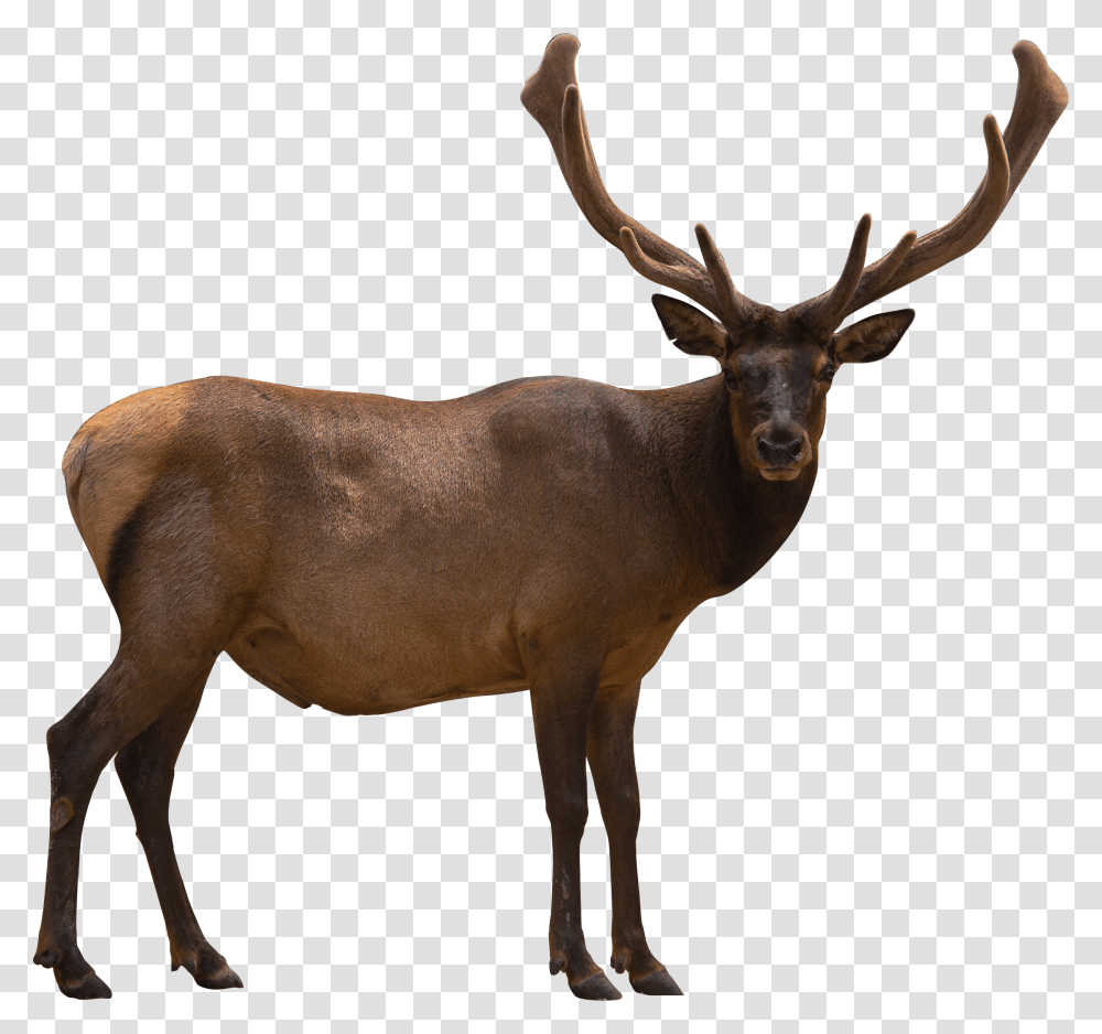 Elk, Antelope, Wildlife, Mammal, Animal Transparent Png