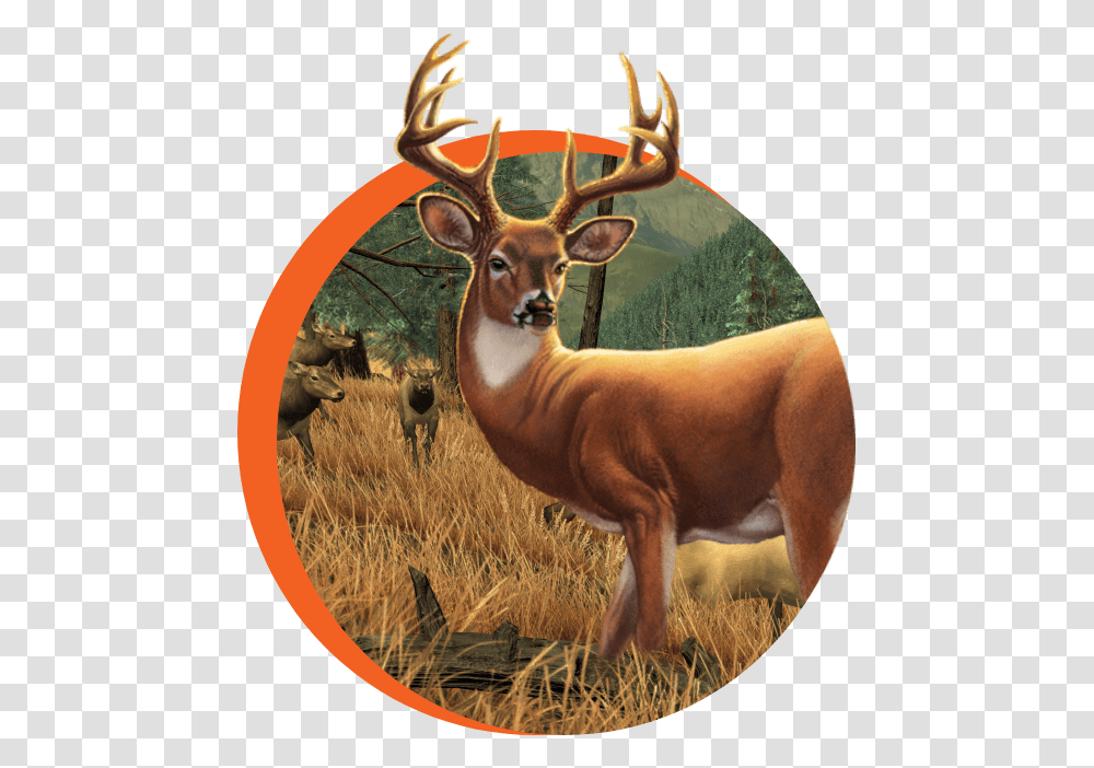 Elk, Antelope, Wildlife, Mammal, Animal Transparent Png