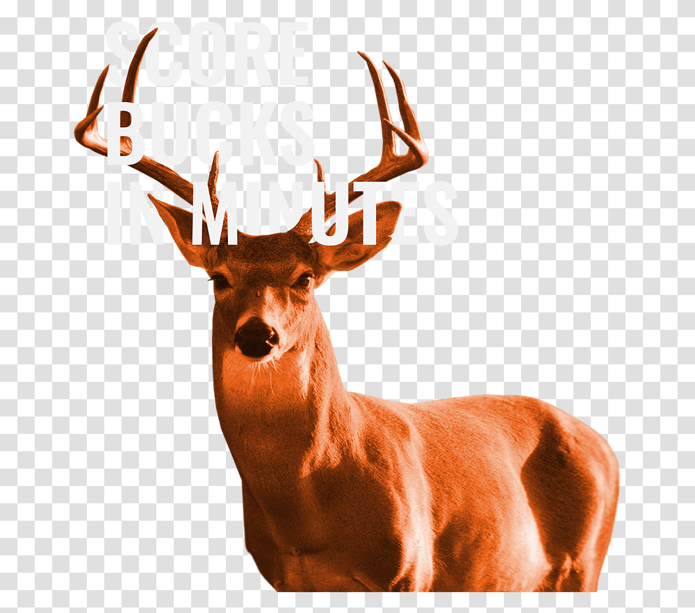 Elk, Antelope, Wildlife, Mammal, Animal Transparent Png