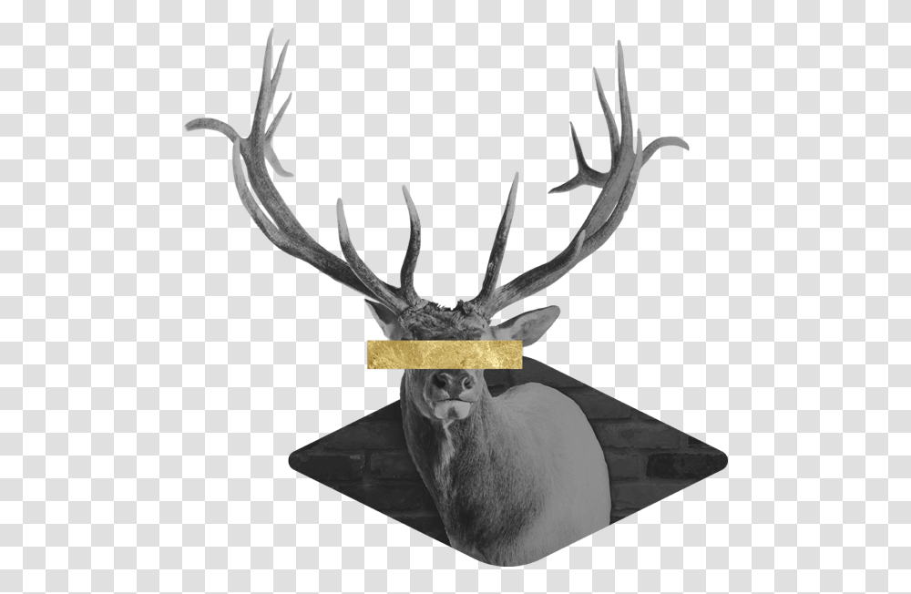 Elk, Antler, Antelope, Wildlife, Mammal Transparent Png