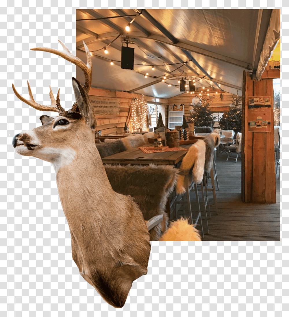 Elk, Antler, Antelope, Wildlife, Mammal Transparent Png