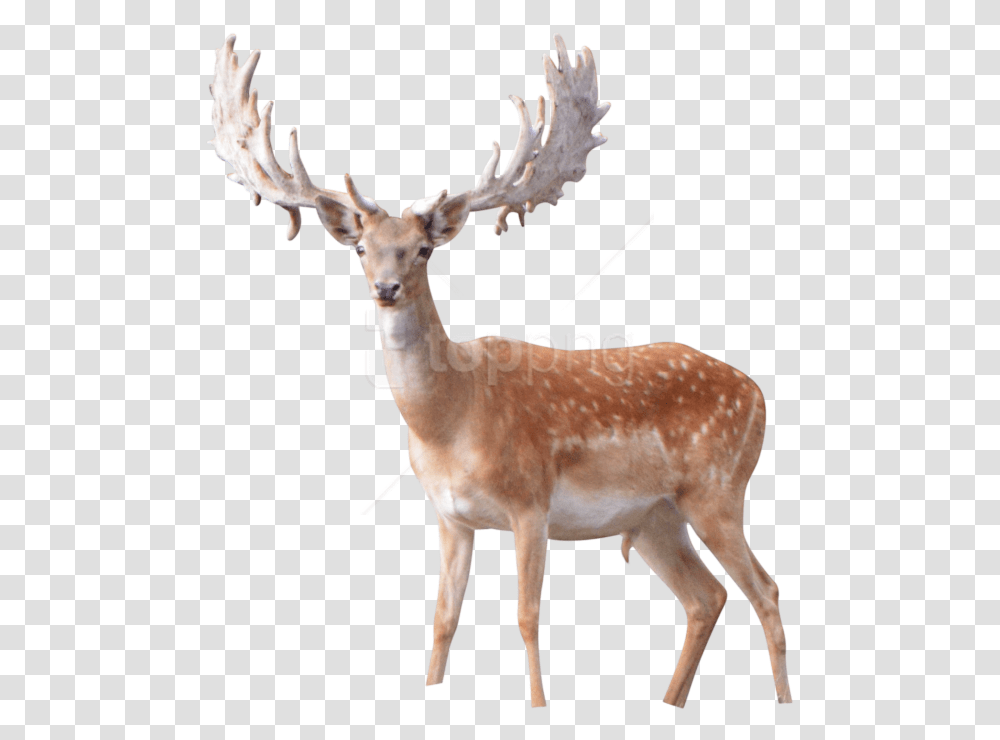 Elk Background, Antelope, Wildlife, Mammal, Animal Transparent Png