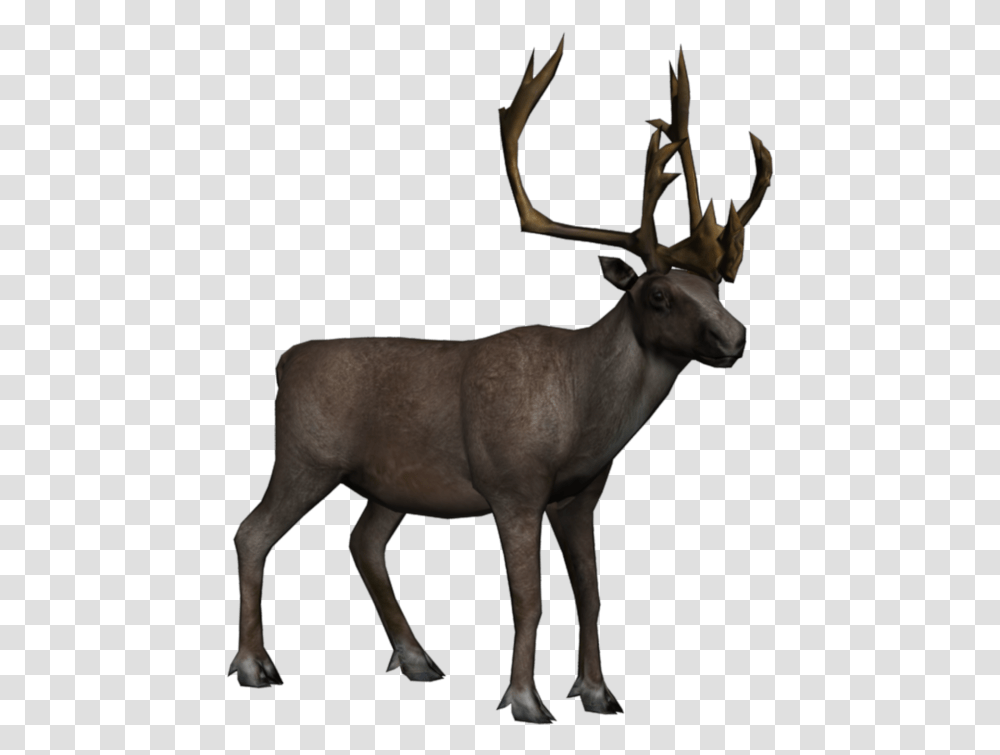 Elk Background Moose Caribou Background, Antelope, Wildlife, Mammal, Animal Transparent Png