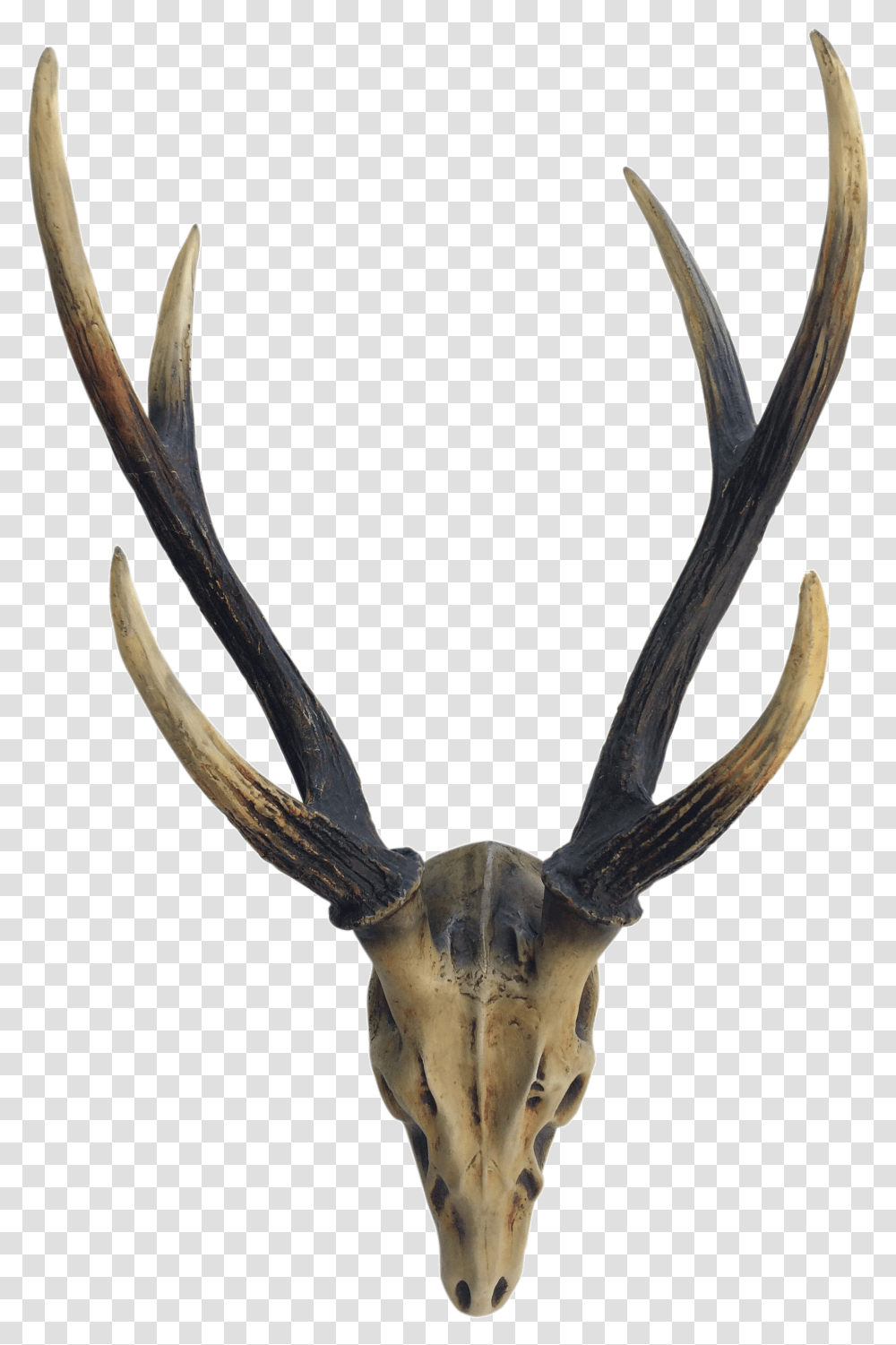 Elk Deer Horn Antler Image Reindeer, Antelope, Wildlife, Mammal, Animal Transparent Png