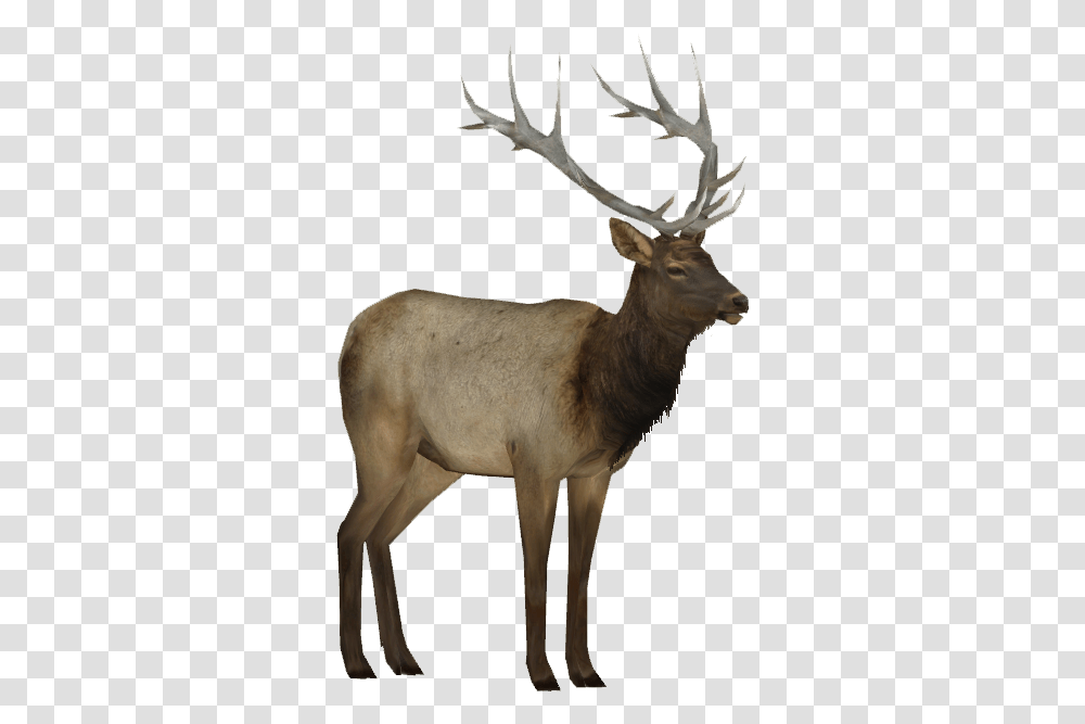 Elk, Deer, Wildlife, Mammal, Animal Transparent Png