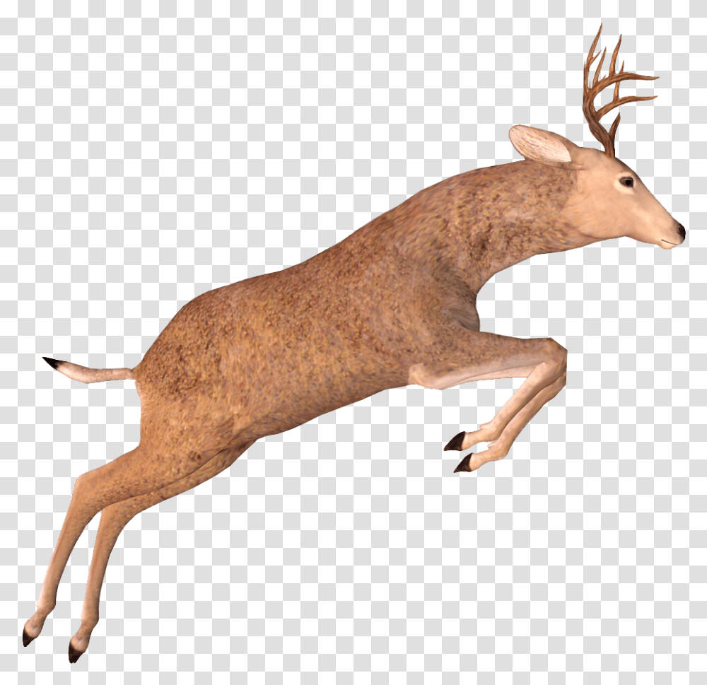 Elk, Deer, Wildlife, Mammal, Animal Transparent Png