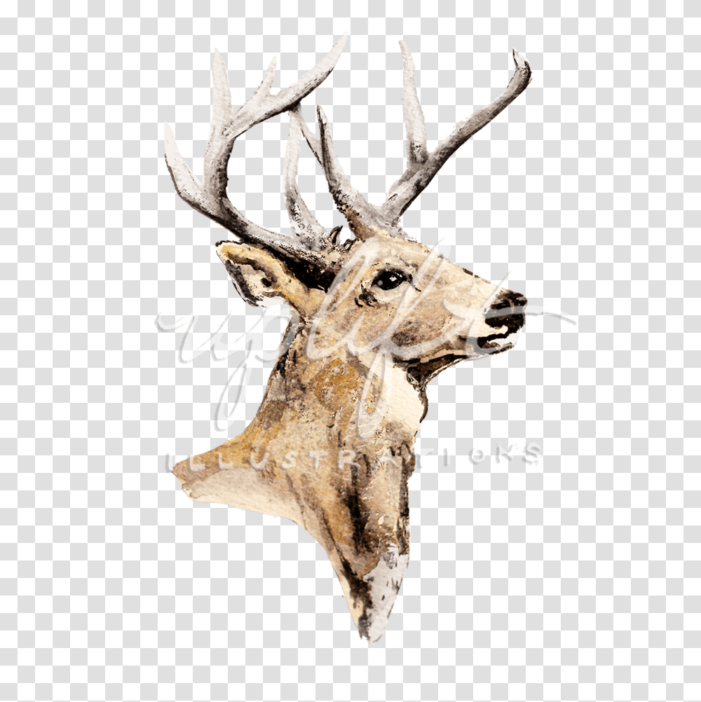 Elk, Deer, Wildlife, Mammal, Animal Transparent Png