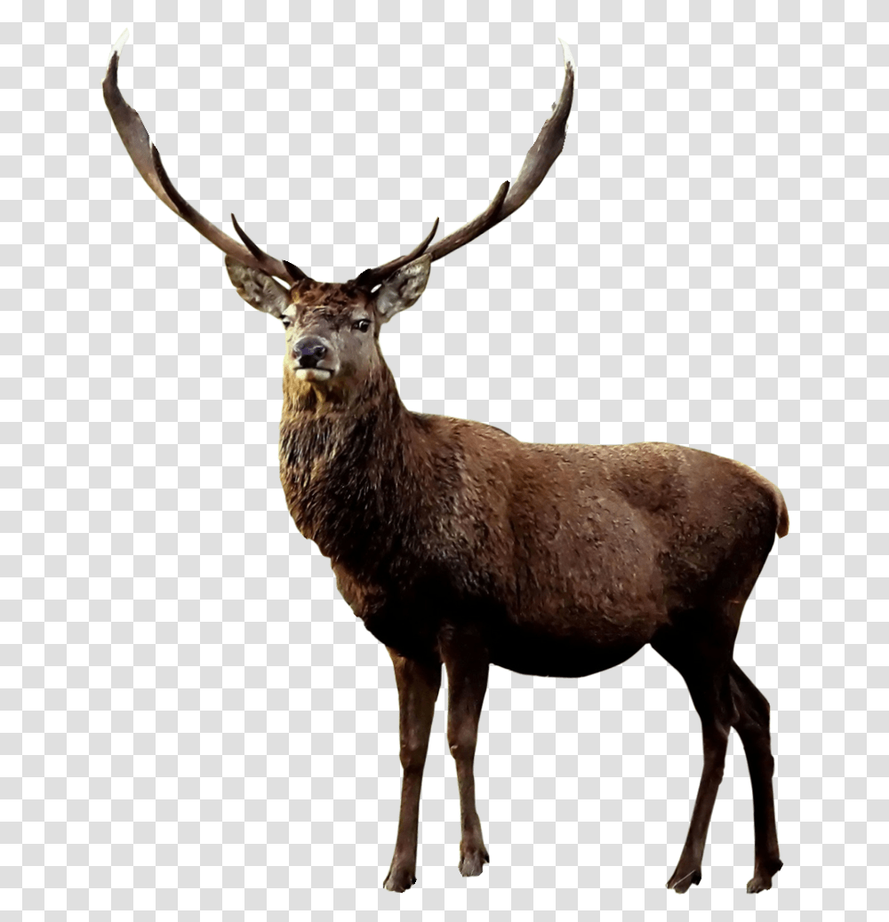 Elk, Deer, Wildlife, Mammal, Animal Transparent Png