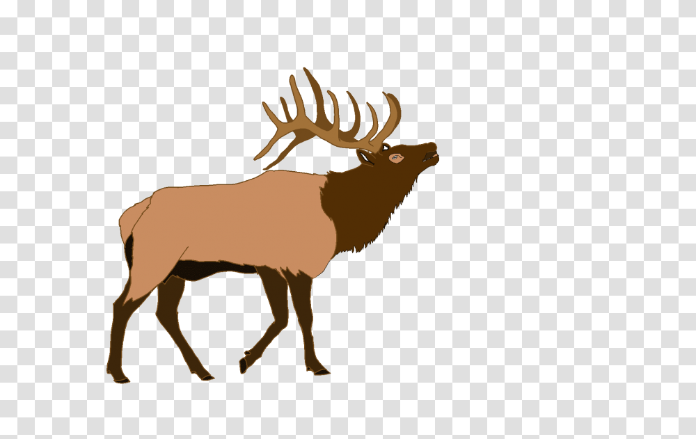 Elk, Deer, Wildlife, Mammal, Animal Transparent Png