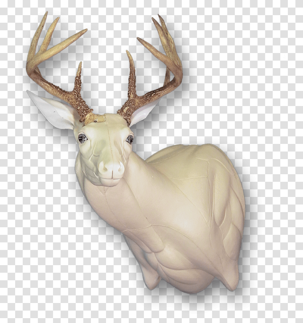 Elk, Deer, Wildlife, Mammal, Animal Transparent Png