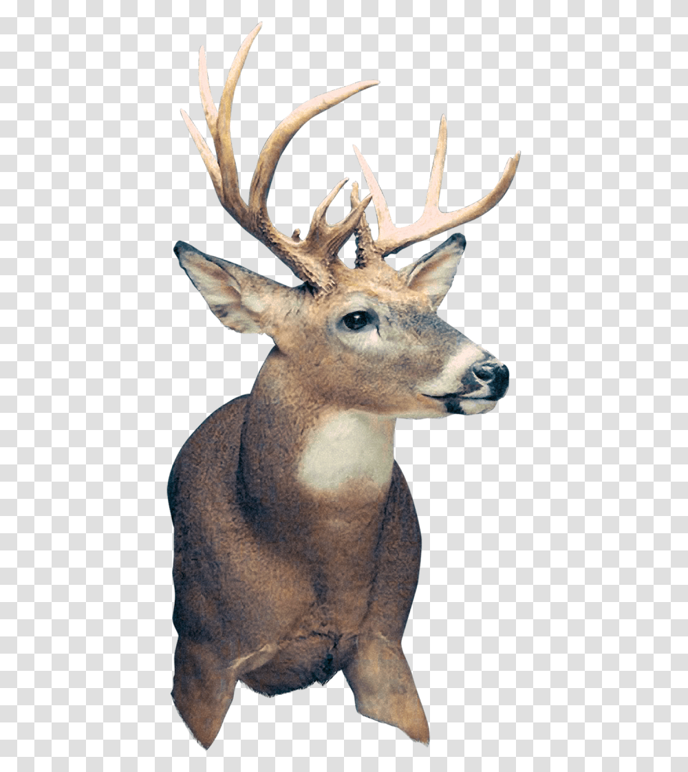 Elk, Deer, Wildlife, Mammal, Animal Transparent Png