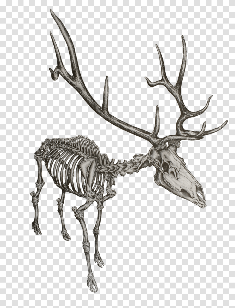 Elk Drawing Skeleton Skeleton Of An Elk, Antelope, Wildlife, Mammal, Animal Transparent Png