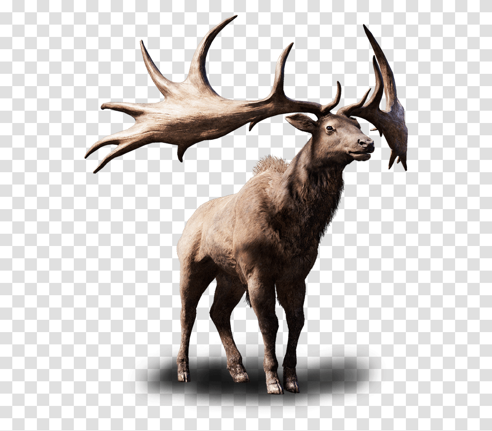 Elk Free Background Elk, Deer, Wildlife, Mammal, Animal Transparent Png