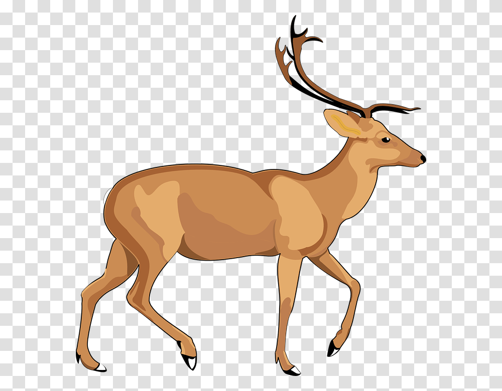 Elk Free Pic, Antelope, Wildlife, Mammal, Animal Transparent Png
