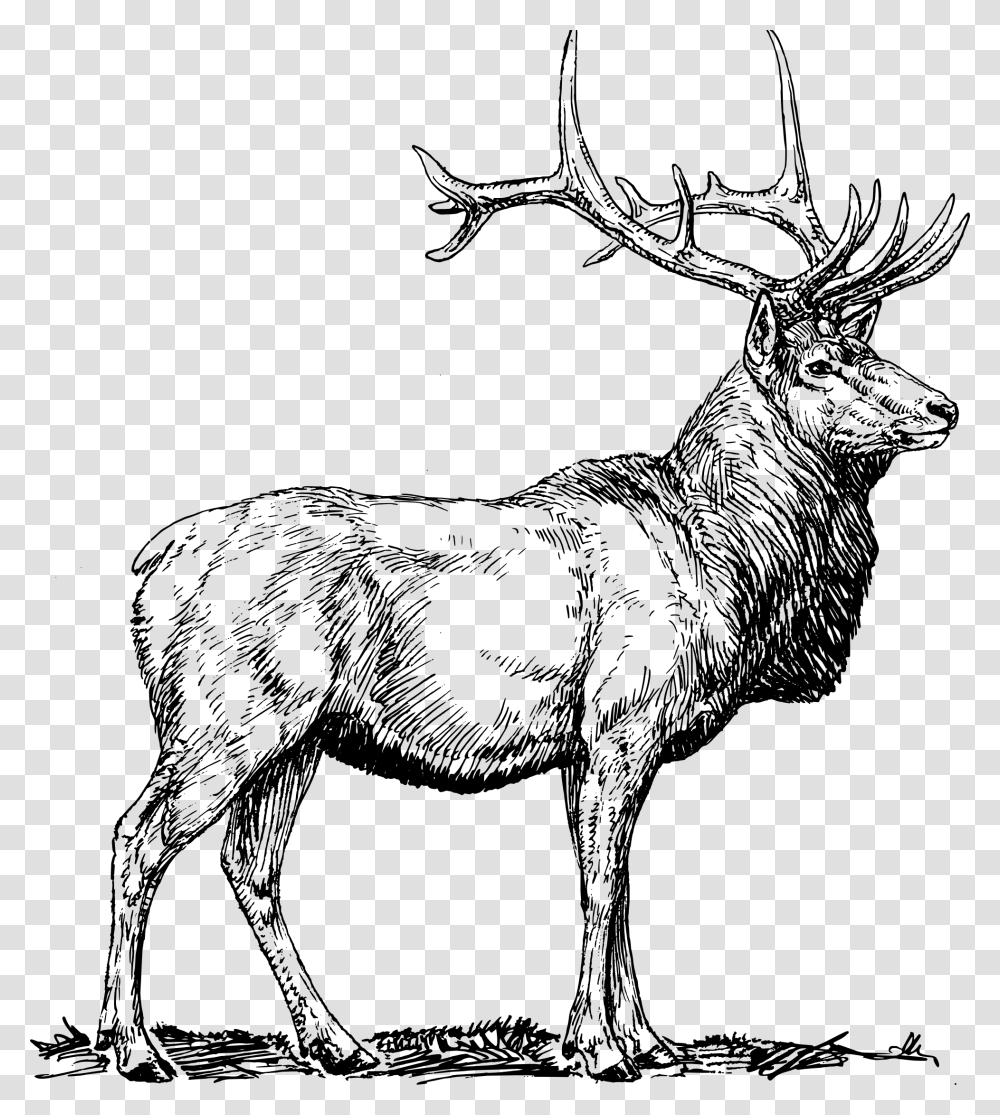 Elk Head Clipart, Deer, Wildlife, Mammal, Animal Transparent Png