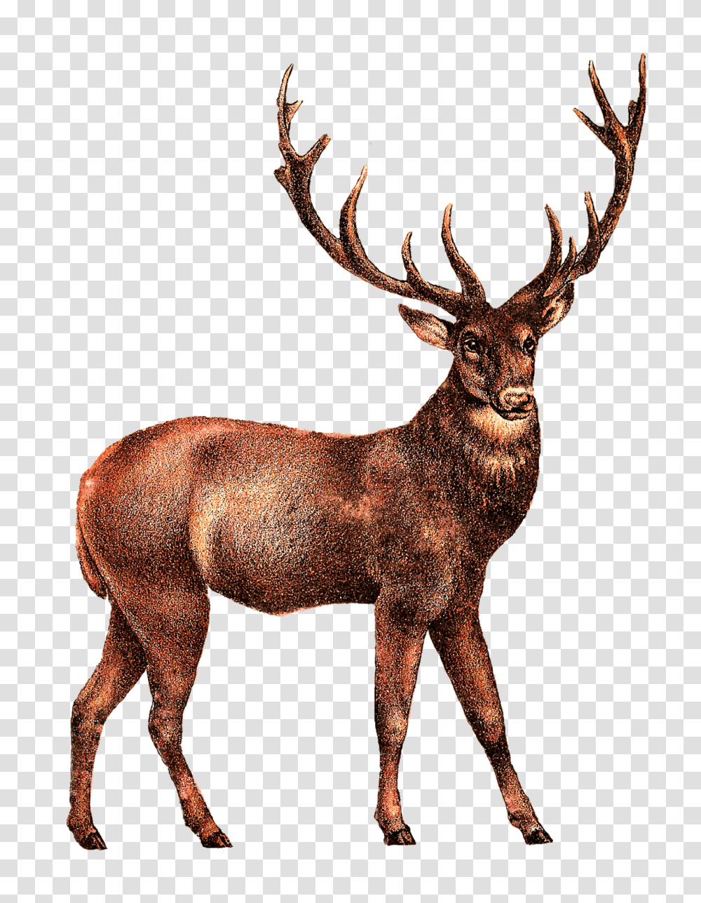 Elk Image, Antelope, Wildlife, Mammal, Animal Transparent Png