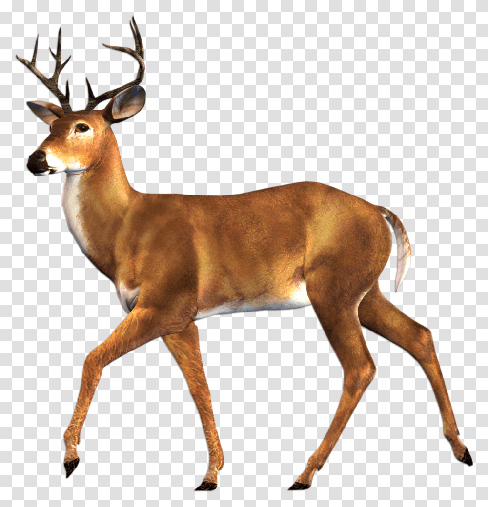Elk Pic Deer Family, Antelope, Wildlife, Mammal, Animal Transparent Png
