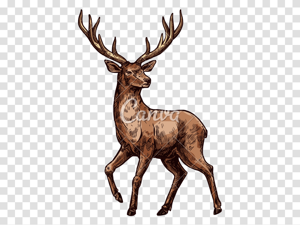 Elk Sketch Of Wild Mammal Animal Hirsch Bilder Zum Drucken, Deer, Wildlife, Antelope, Bronze Transparent Png