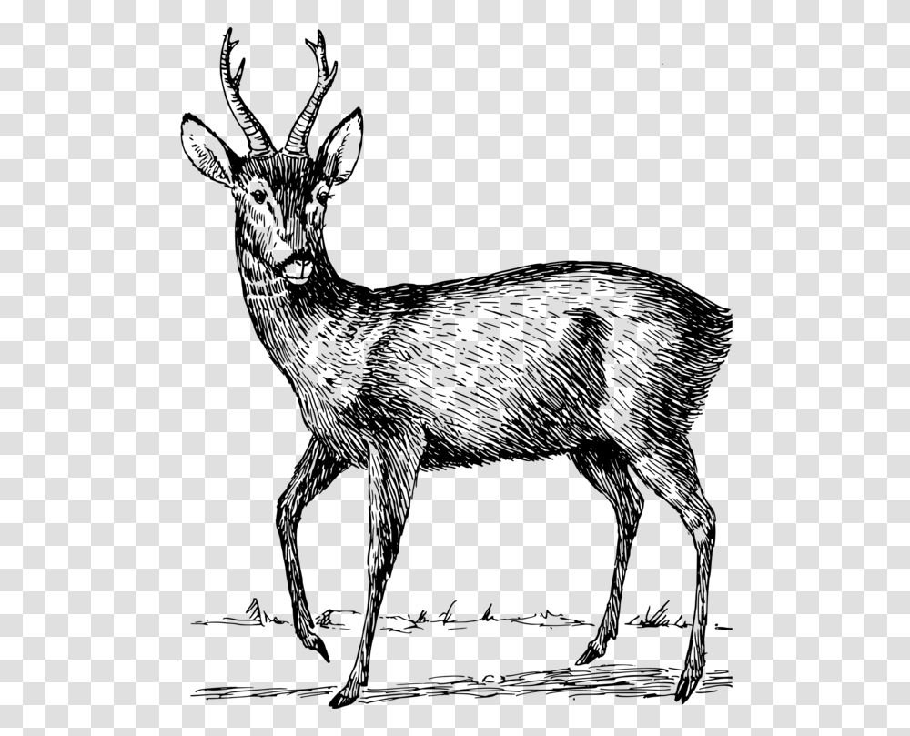 Elkantelopemusk Deer Roe Deer Clipart, Gray, World Of Warcraft Transparent Png