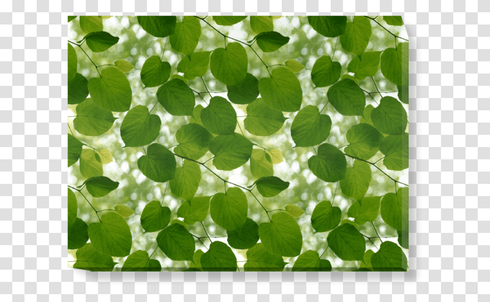 Ella Doran New Work, Leaf, Plant, Tree, Green Transparent Png