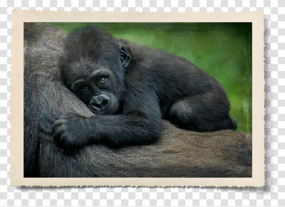 Ellen Degeneres Endangered Animals In Africa, Mammal, Gorilla, Wildlife, Ape Transparent Png