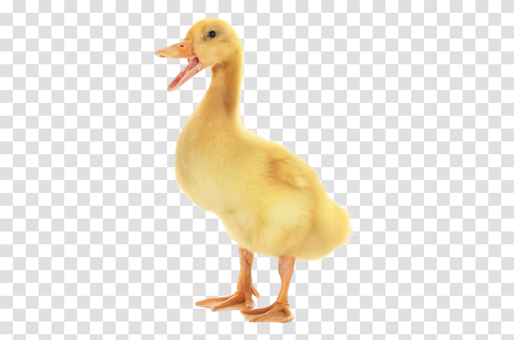 Ellie Duck Background, Bird, Animal, Fowl, Poultry Transparent Png