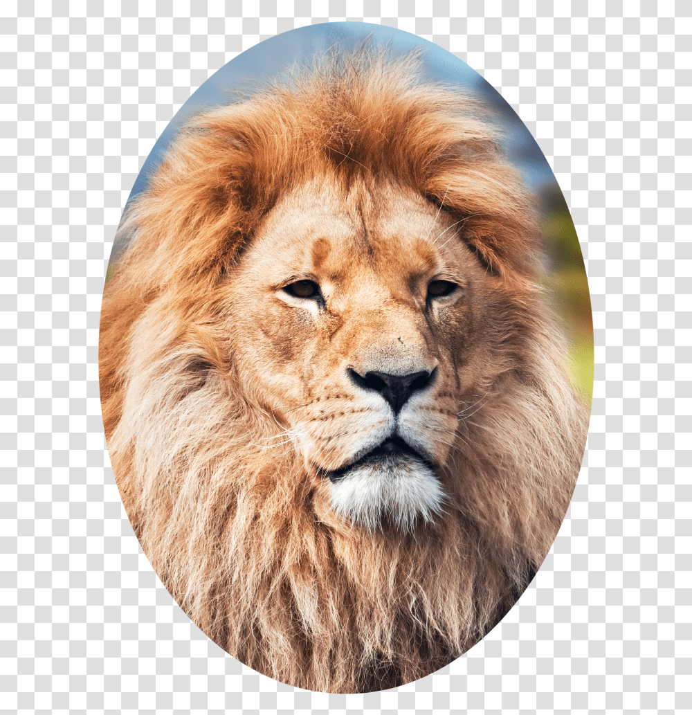 Elliptical Crop Of A Lion Lion 4k Wallpaper For Android, Wildlife, Mammal, Animal Transparent Png