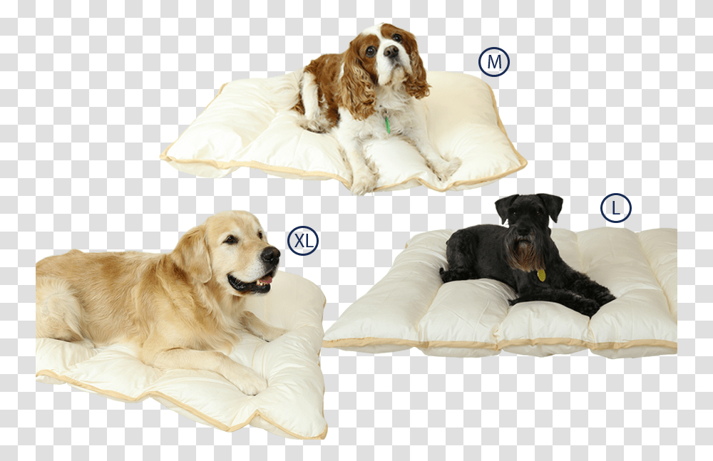 Ellis Fibre Pet Bed Sizes King Charles Spaniel, Pillow, Cushion, Furniture, Dog Transparent Png