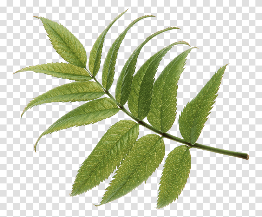 Elm, Leaf, Plant, Green, Fern Transparent Png